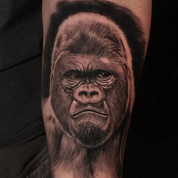 Tiger, Animal, 고릴라