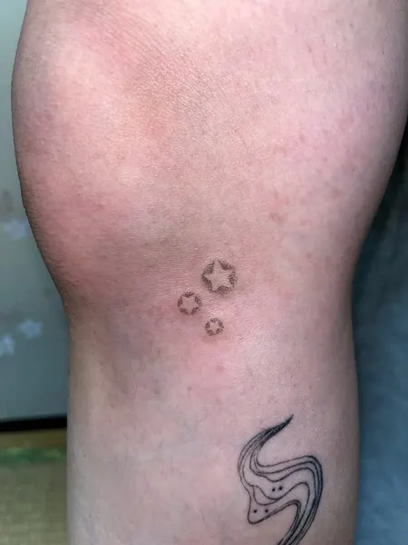 Animal, Nature, 잠자리, 매미