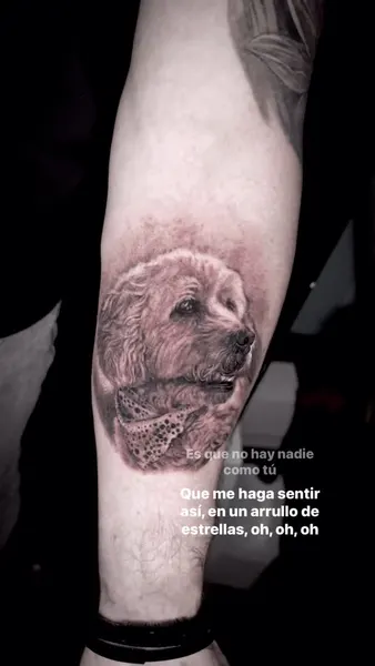 Animal, 양, 고슴도치