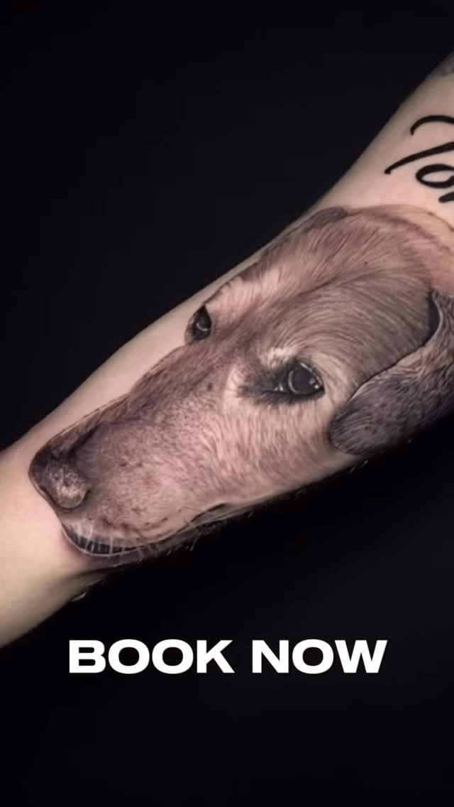 Animal, 염소, 소, 양, 돼지, 멧돼지, 황소
