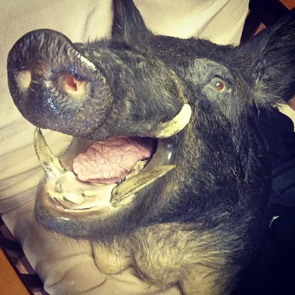 Animal