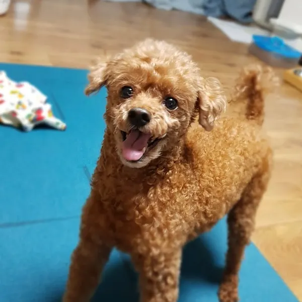 Animal, 반려동물 추모