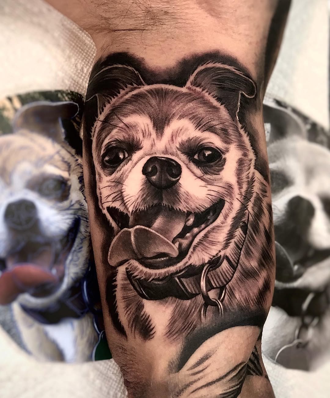 Animal
