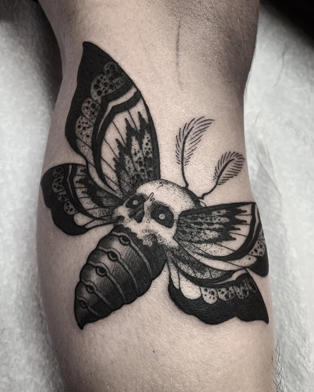 Animal, Nature, 나방