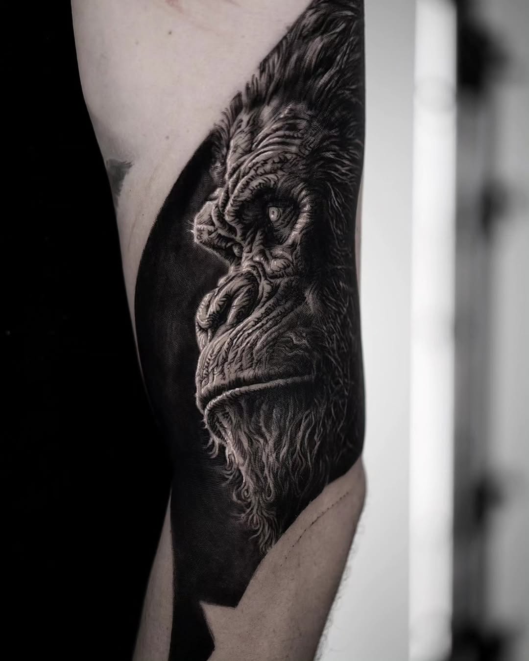 Tiger, Animal, 고릴라