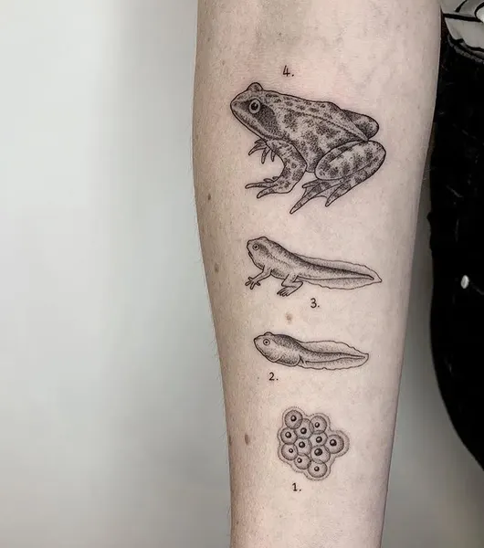 equilattera