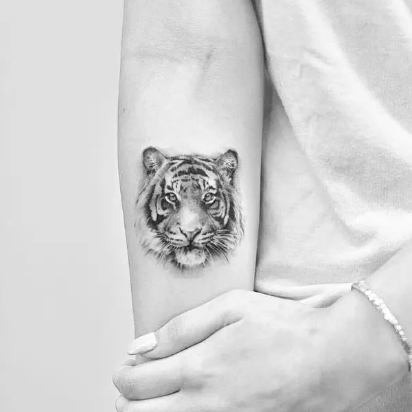 Tiger, 치타, 사자자리