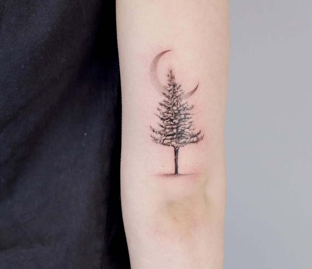 Nature, 소나무, 나무, 숲, 고사리