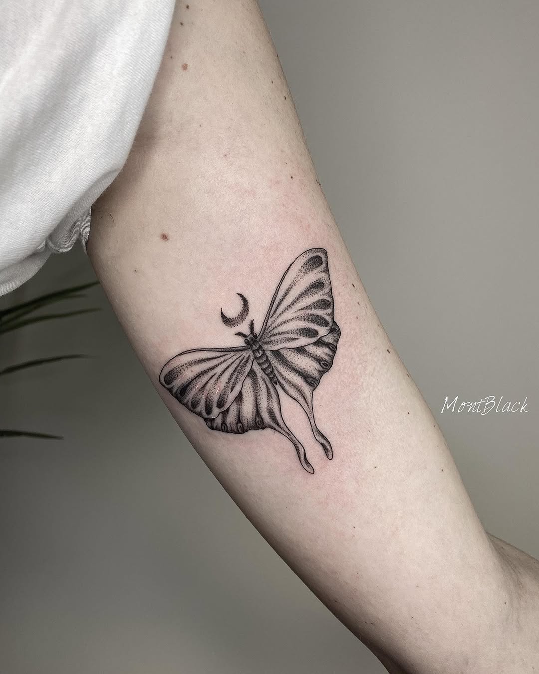 Animal, Nature, 나방, 나비