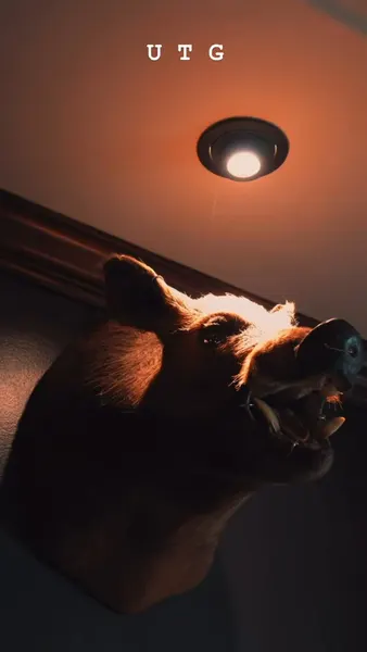 Animal