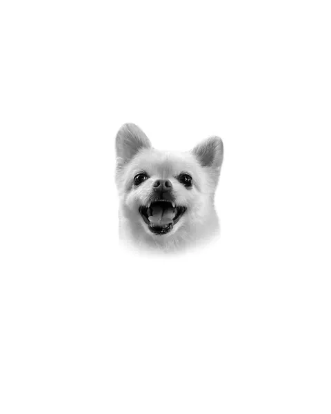 여우, 판다, 너구리, 코알라, 나무늘보, 멧돼지