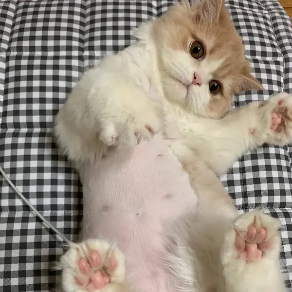 Animal, 여우 가면