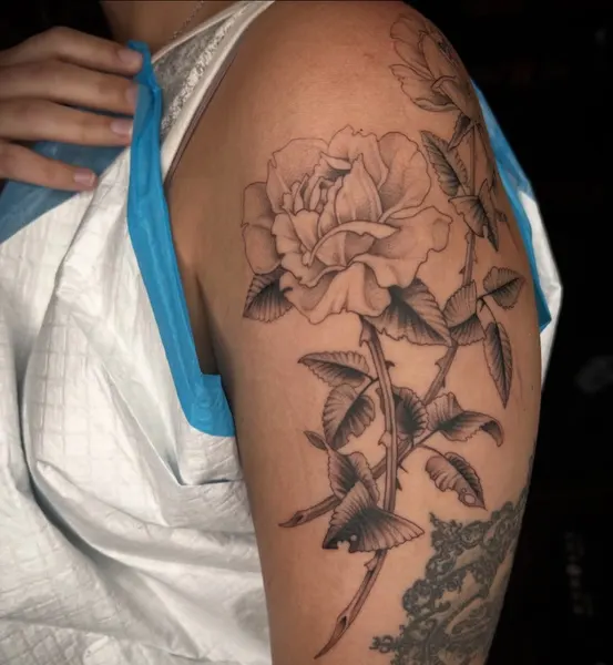Flower, Rose, Nature