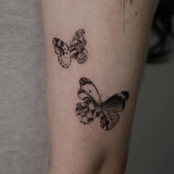 Animal, Nature, 나비