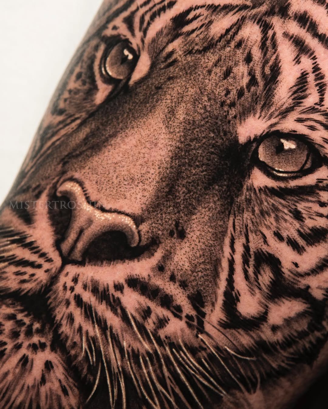 Animal