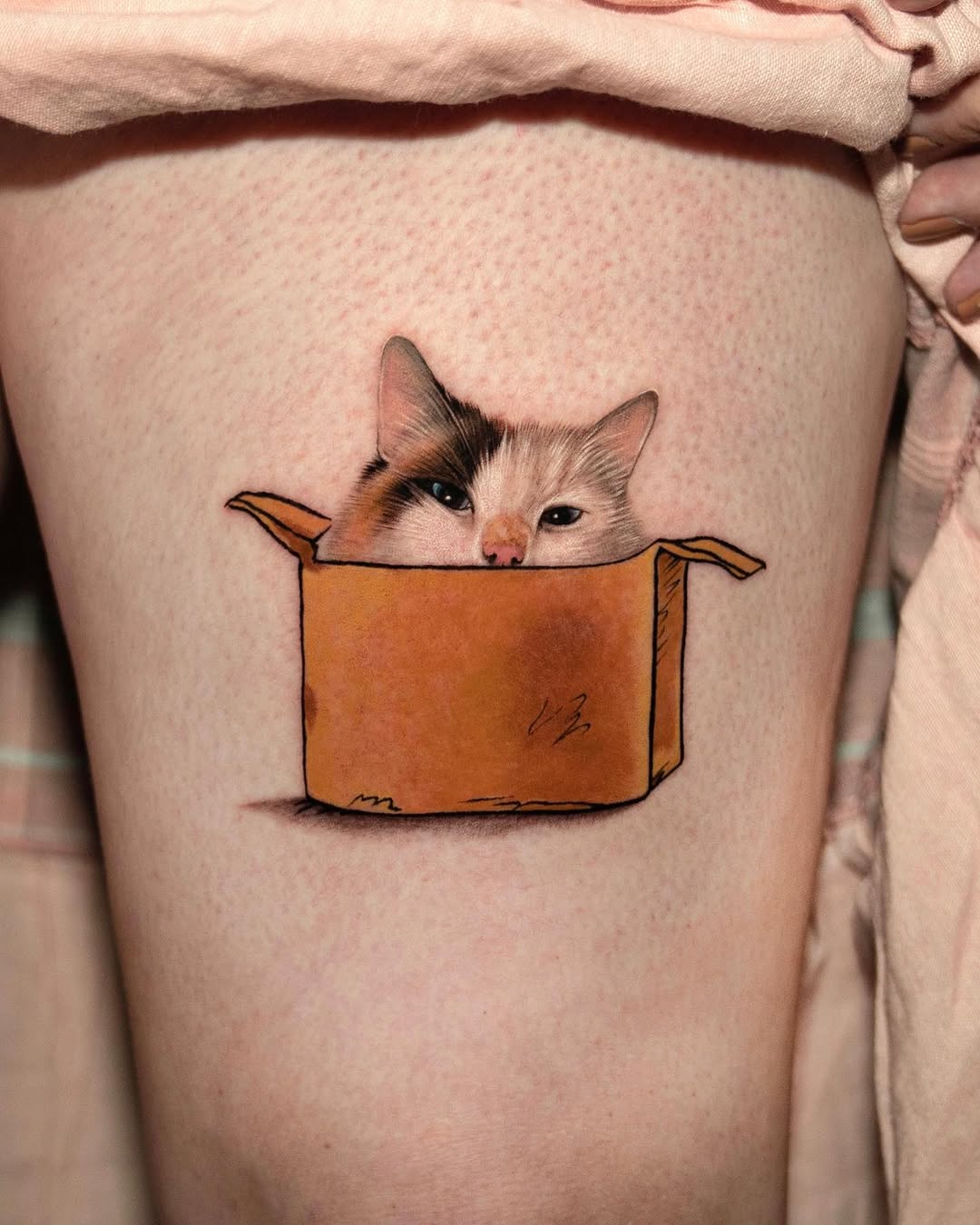 고양이