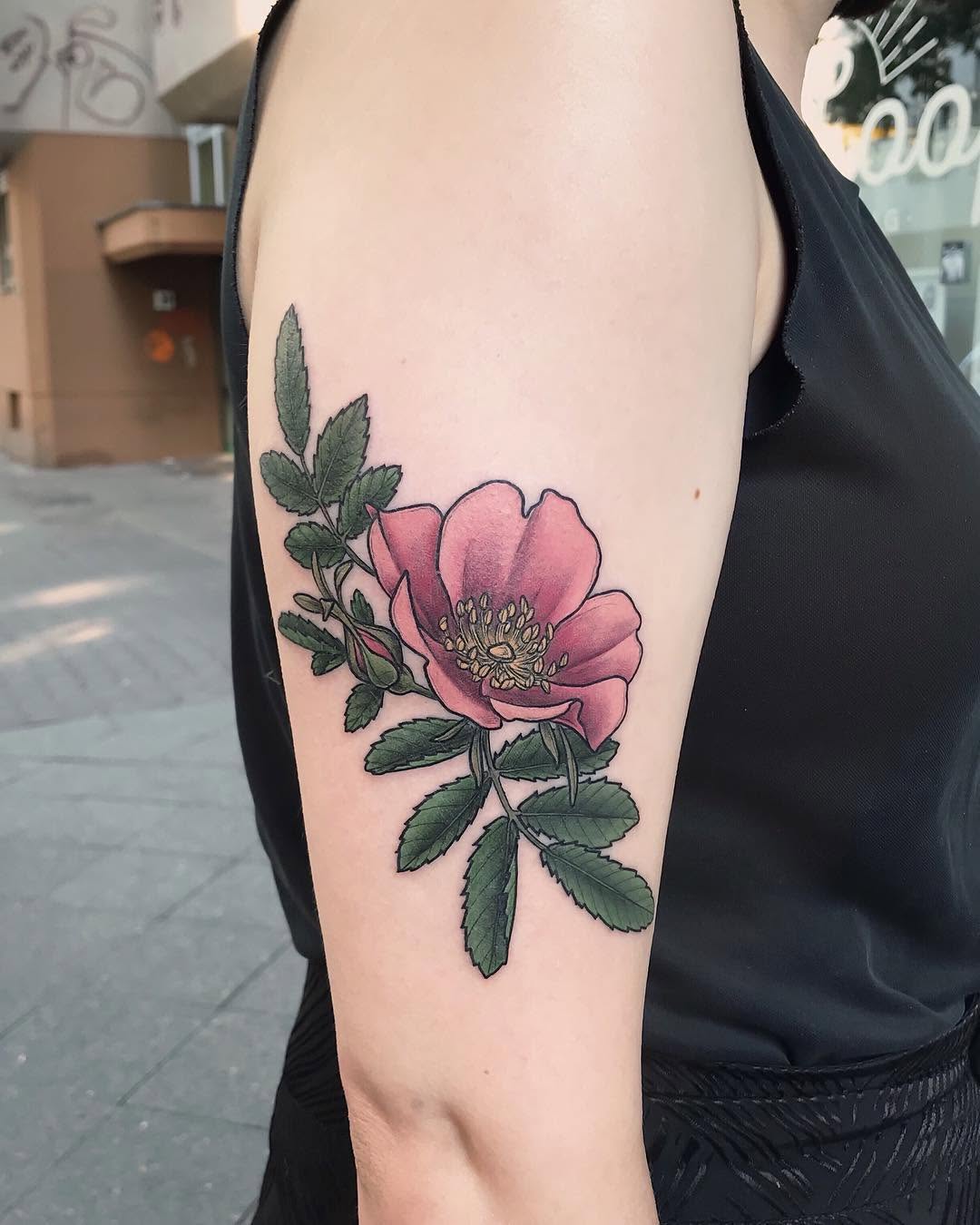 Flower, Rose, Nature
