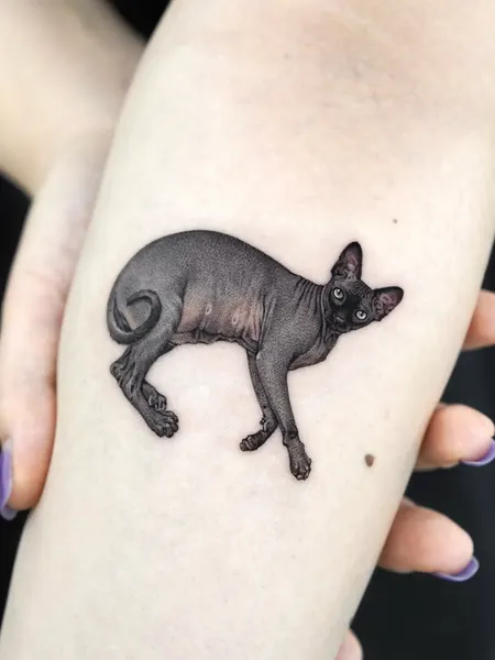 염소, 양, 돼지, 멧돼지, Animal, 여우, 너구리