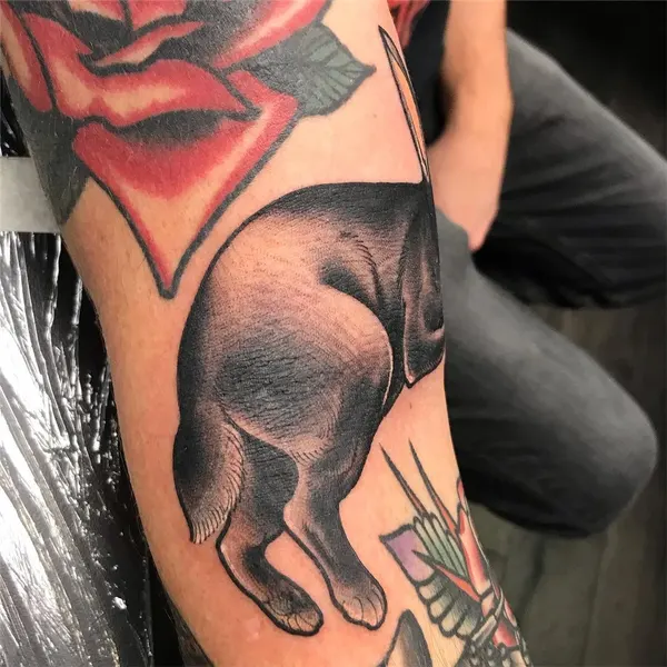 Animal, 토끼