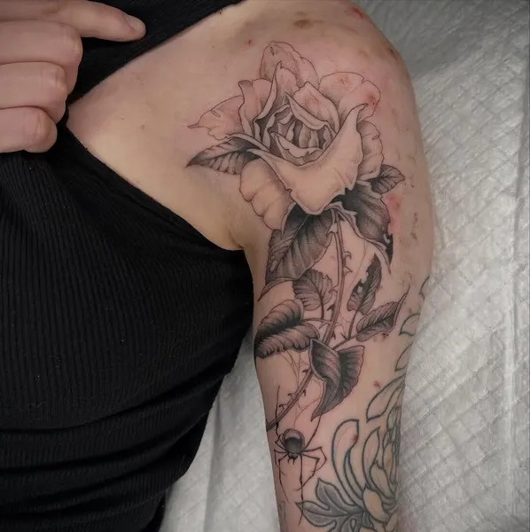 Flower, Rose, Nature