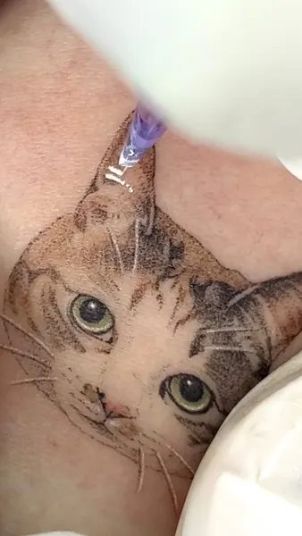 고양이, 반려동물 추모