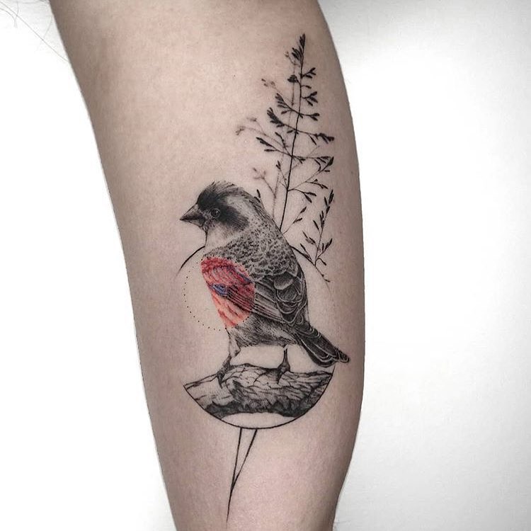 Animal, 공작, 새, 비둘기