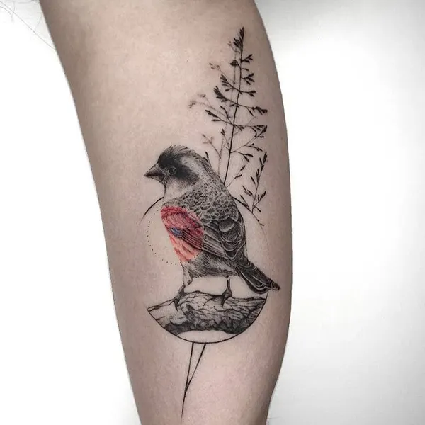 Animal, 공작, 새, 비둘기