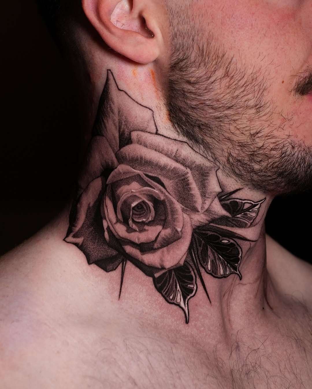 Flower, Rose, Nature