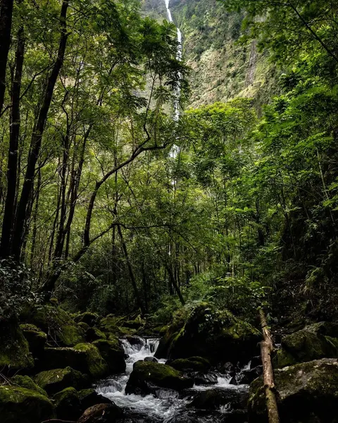 dillonforte
