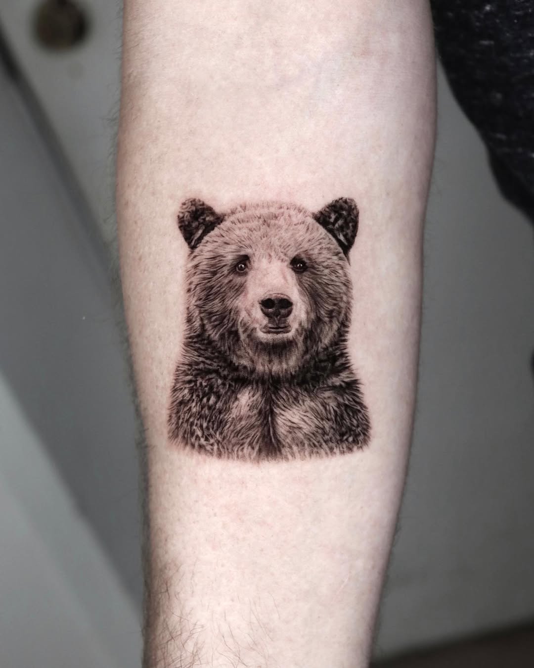 Animal, 곰