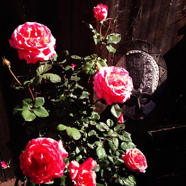 Flower, Rose, Nature