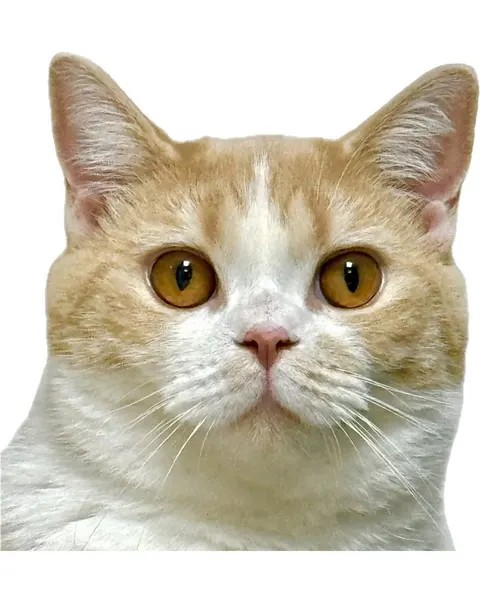 여우 가면, 고양이, 마네키네코