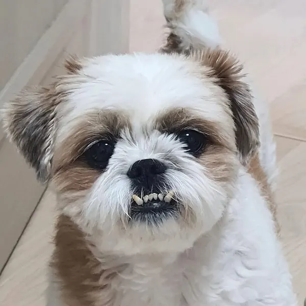 초현실, 고슴도치, 나무늘보, 얼굴, 판다, 펭귄