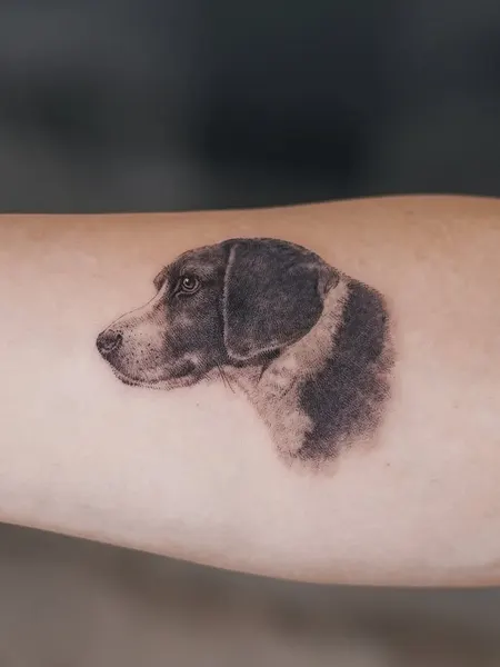 Animal, 판다