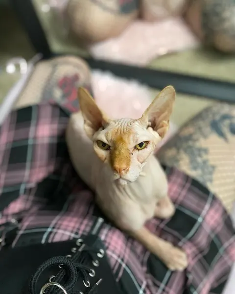 Animal