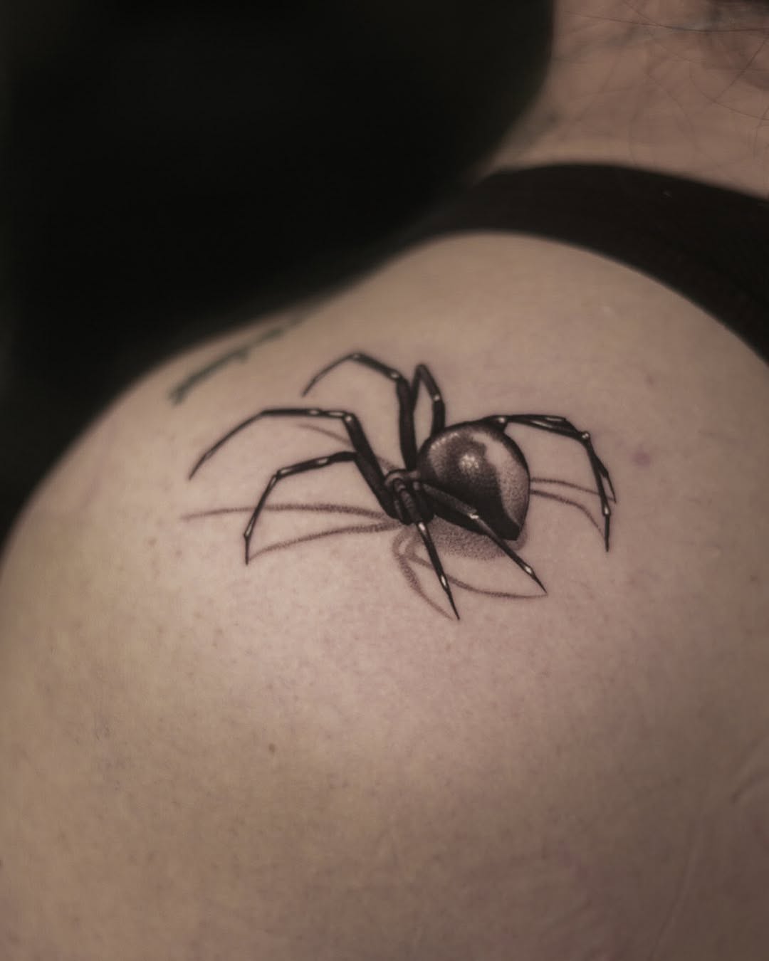 Animal, 거미