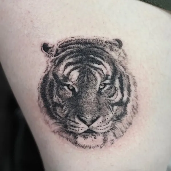 Tiger, 치타, 중국 호랑이, 한국 호랑이