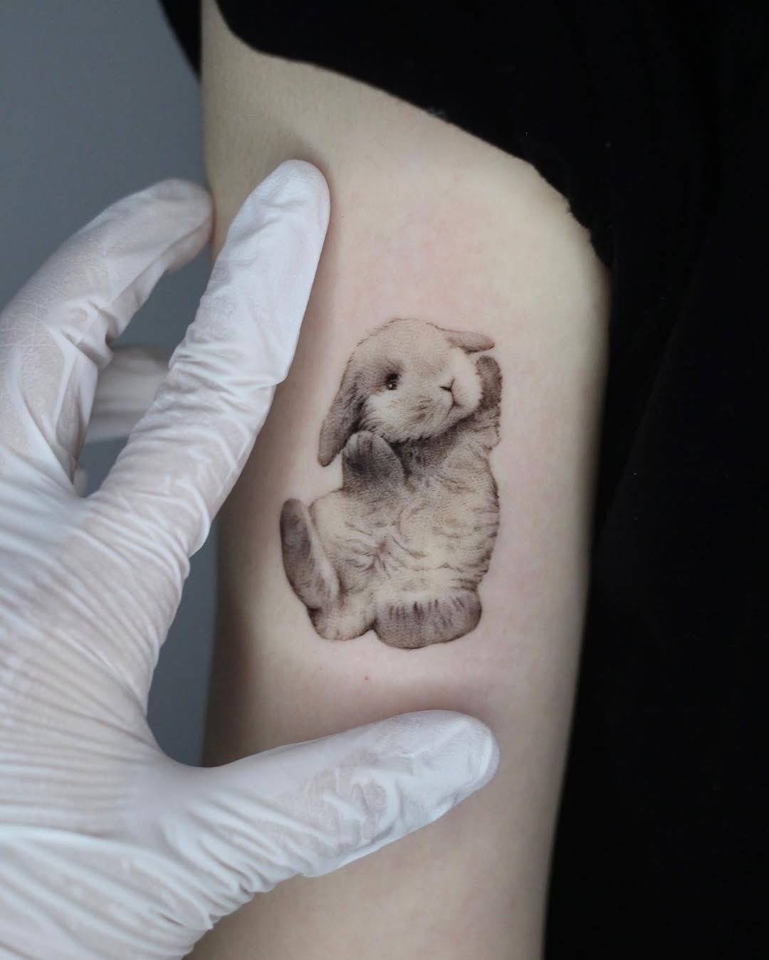 곰, Animal, 판다, 코알라, 나무늘보