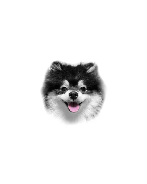 강아지, 반려동물