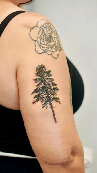 Nature, 소나무, 나무, 숲