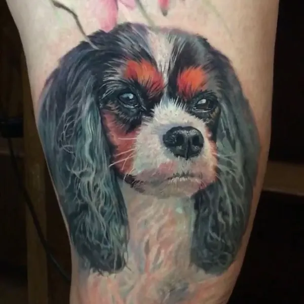 Animal