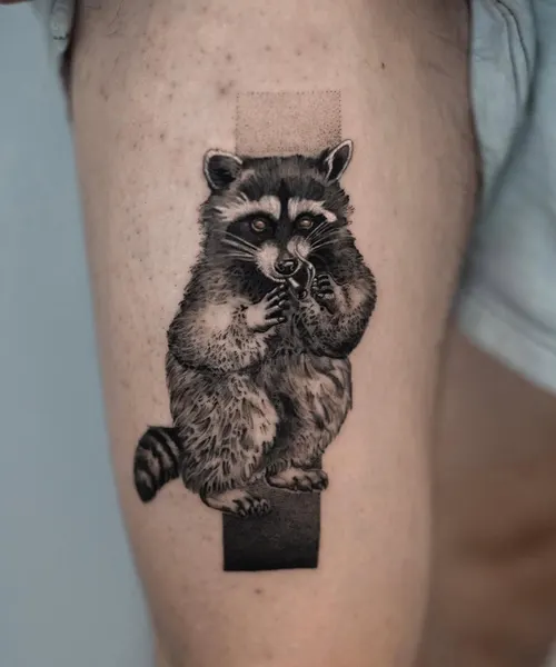 Animal, 너구리, 고슴도치, 나무늘보, 다람쥐, 코알라