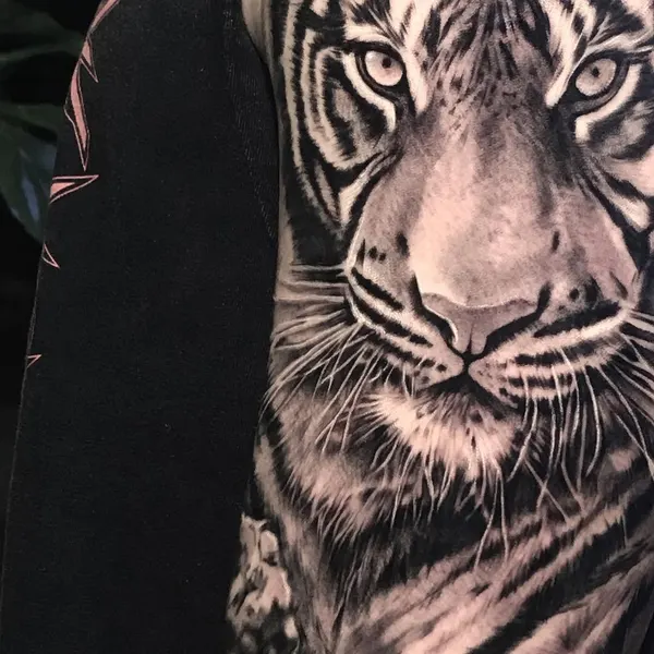 Tiger, 중국 호랑이, 한국 호랑이, 치타, 사자자리