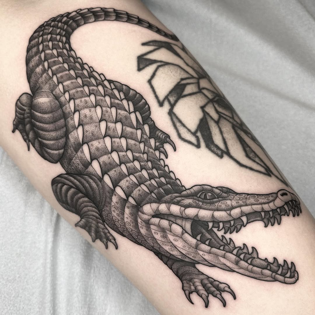 Dragon, 악어, 도마뱀