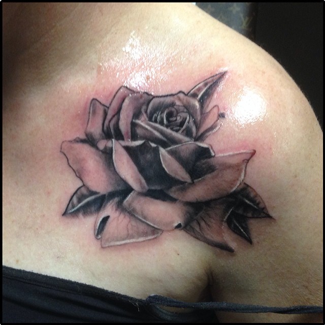 Flower, Rose, Nature