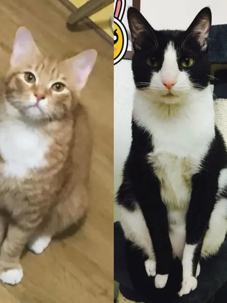카툰