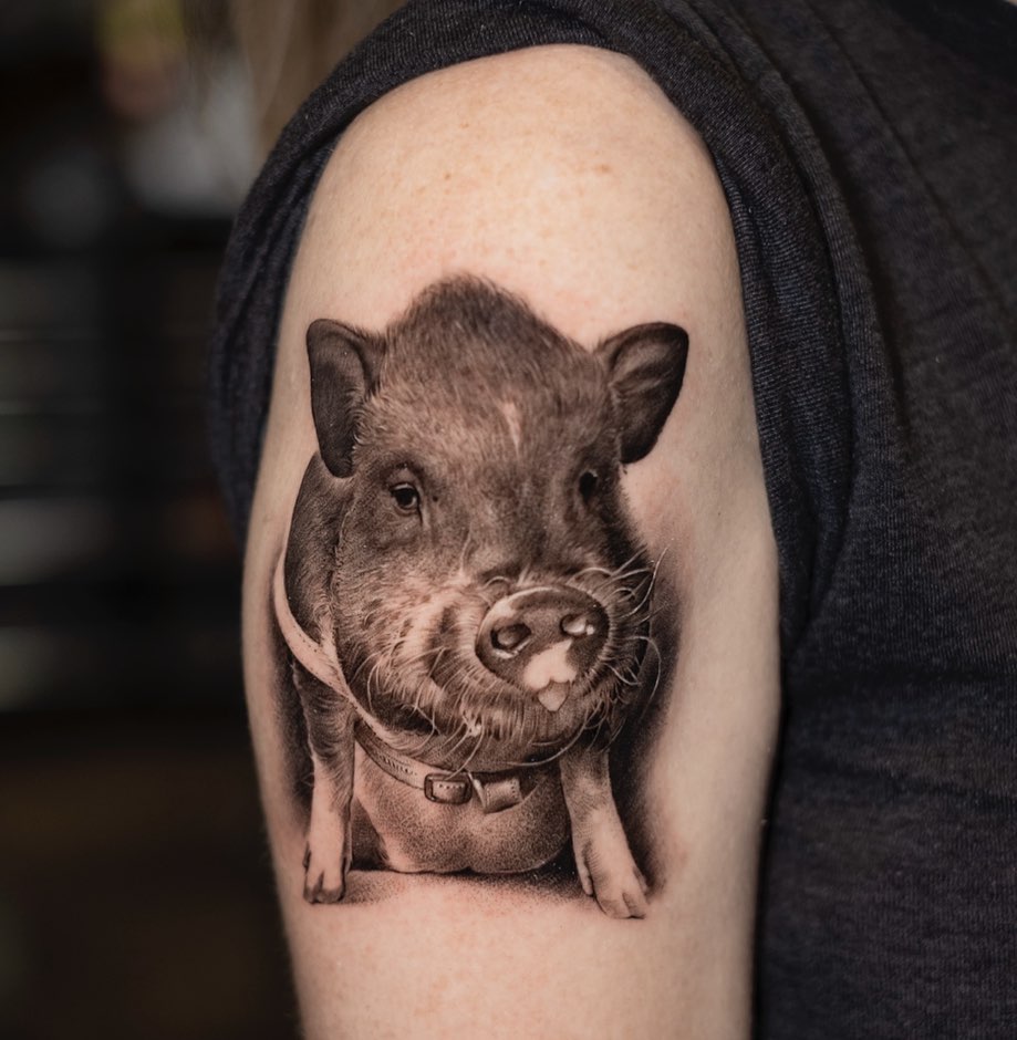소, Animal, 돼지, 함사, 멧돼지