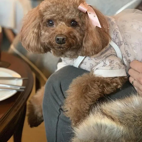 곰, Animal, Mini