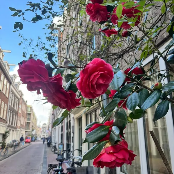 Emma Scott