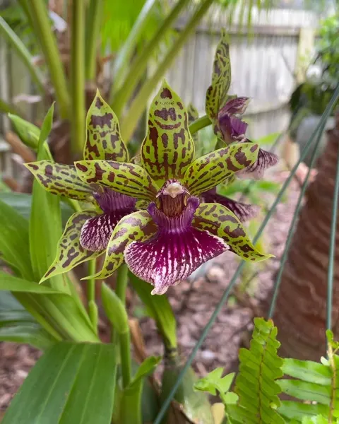 Flower
